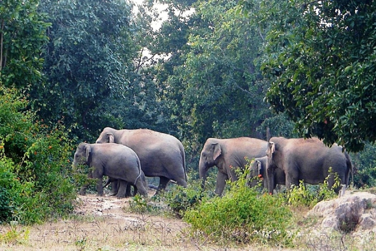 धमतरी के कई गांवों में 50 से ज्यादा हाथियों ने डाला डेरा, फैली दहशत, वन विभाग
अलर्ट