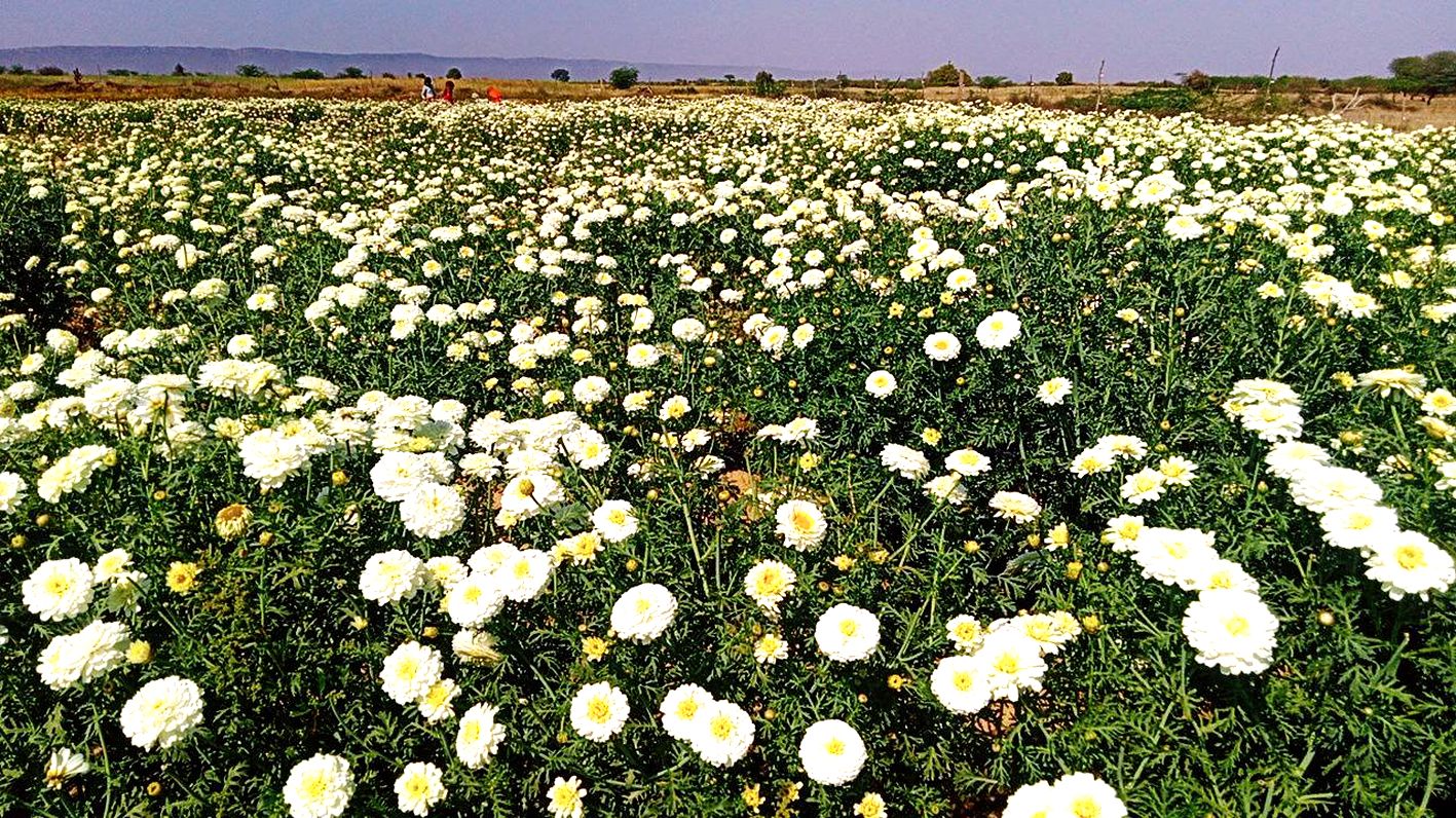 फुलों की खेती से कमा रहे मुनाफा, रोजाना दो क्विंटल कोटा भेज रहे - image