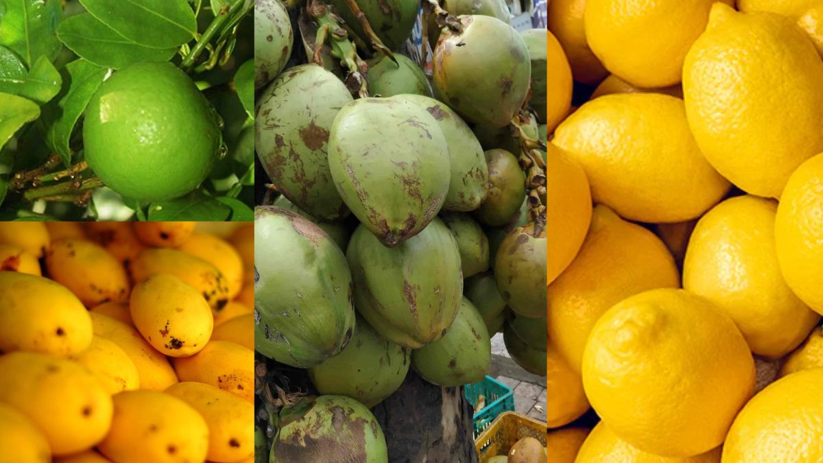 राजस्थान में फलों के नए भाव जारी… दामों में आया भारी उछाल, यहां देखें प्रति किलो
भाव