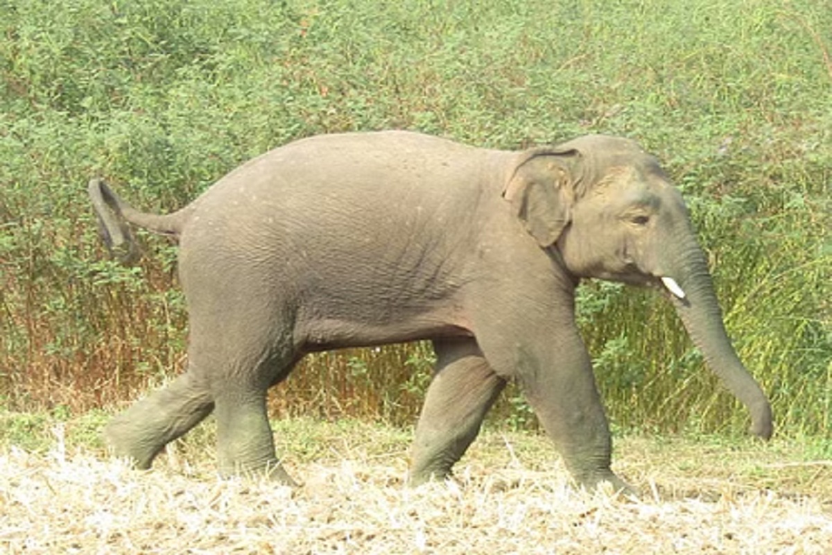 CG Elephant terror: खेत जा रहे ग्रामीण को हाथी ने कुचलकर उतारा मौत के घाट, पूरे
गांव में फैली सनसनी