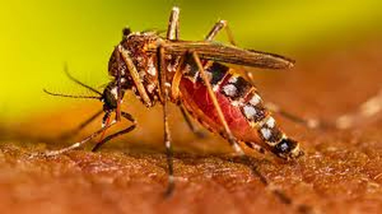 डेंगू की दस्तक, घरों में नहीं पनपनें दे मच्छरों को