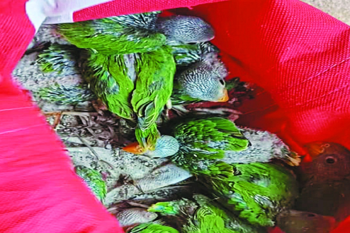 जानवरों का अवैध व्यापार करने वालों पर वन विभाग ने कसा शिकंजा, दो आरोपियों से 16
तोते के बच्चे जब्त