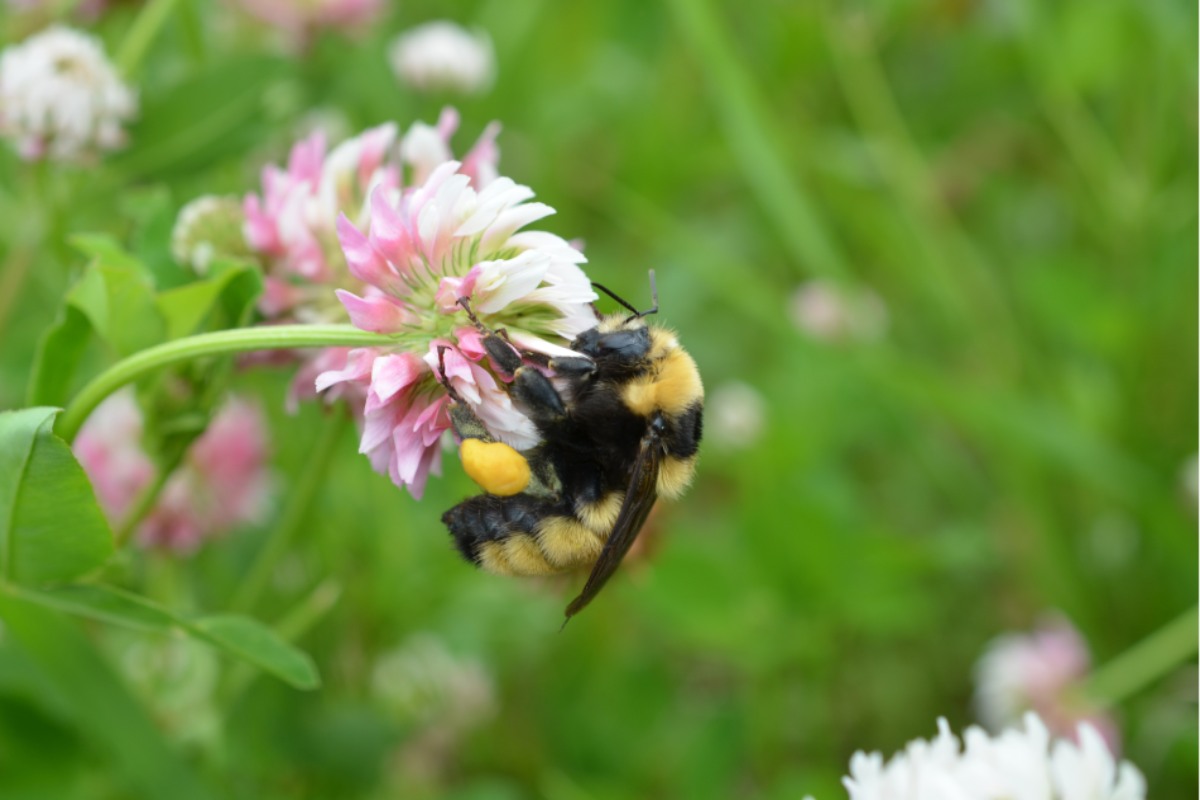 Bumblebee: बाढ़ में भी सात दिन तक जिंदा रह सकता है भंवरा 