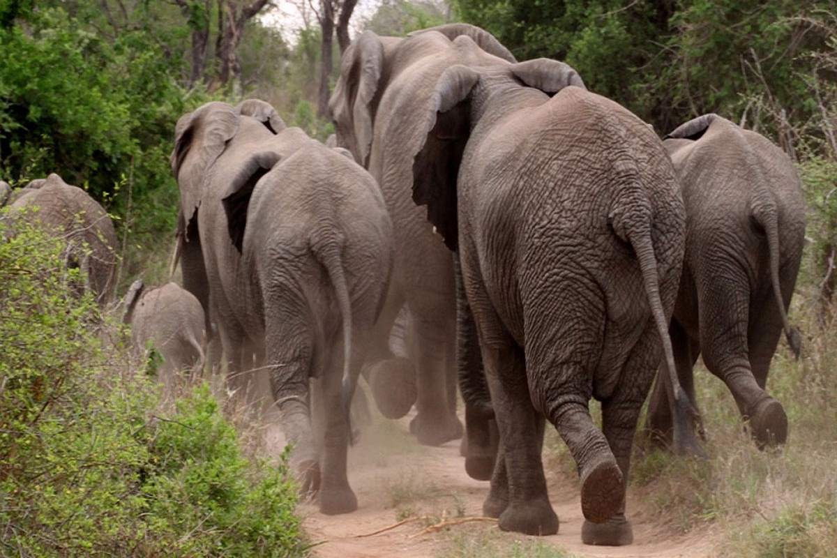 हाथियों की दस्तक से सहमें ग्रामीण, कोरबा के इस क्षेत्र में 90 हाथियों का दल कर
रहा विचरण…Alert