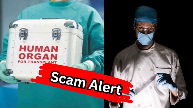 organ transplant scam