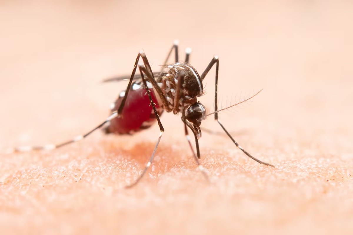 Why do platelets decrease in dengue