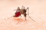 डेंगू में प्लेटलेट्स कम क्यों हो जाते हैं? प्लेटलेट्स बढ़ाने के घरेलू उपाय - image