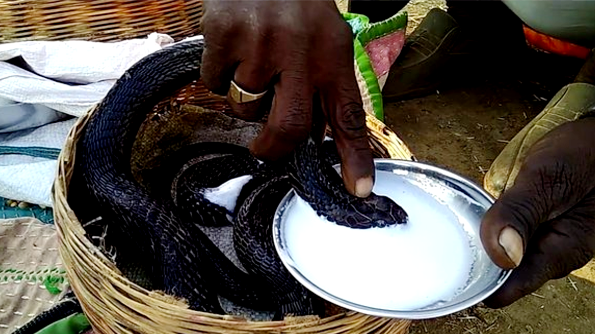 snake feeding milk