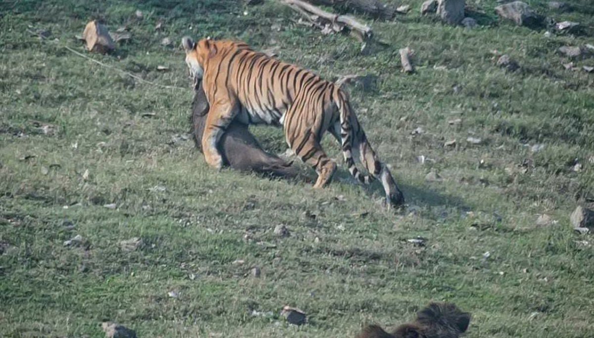 Pench Tiger Reserve: लंगड़ी बाघिन का जज्बा, 17 की उम्र में भी कर रही शिकार