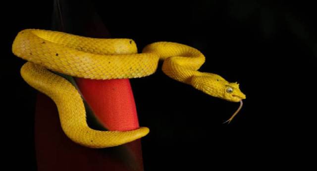 yellow snake in house