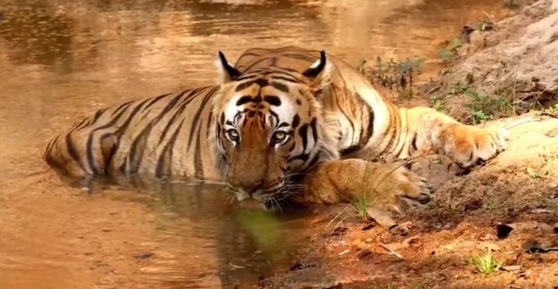 तापमान बढऩे के कारण ठंडे स्थानों में बाघ-बाघिन का डेरा