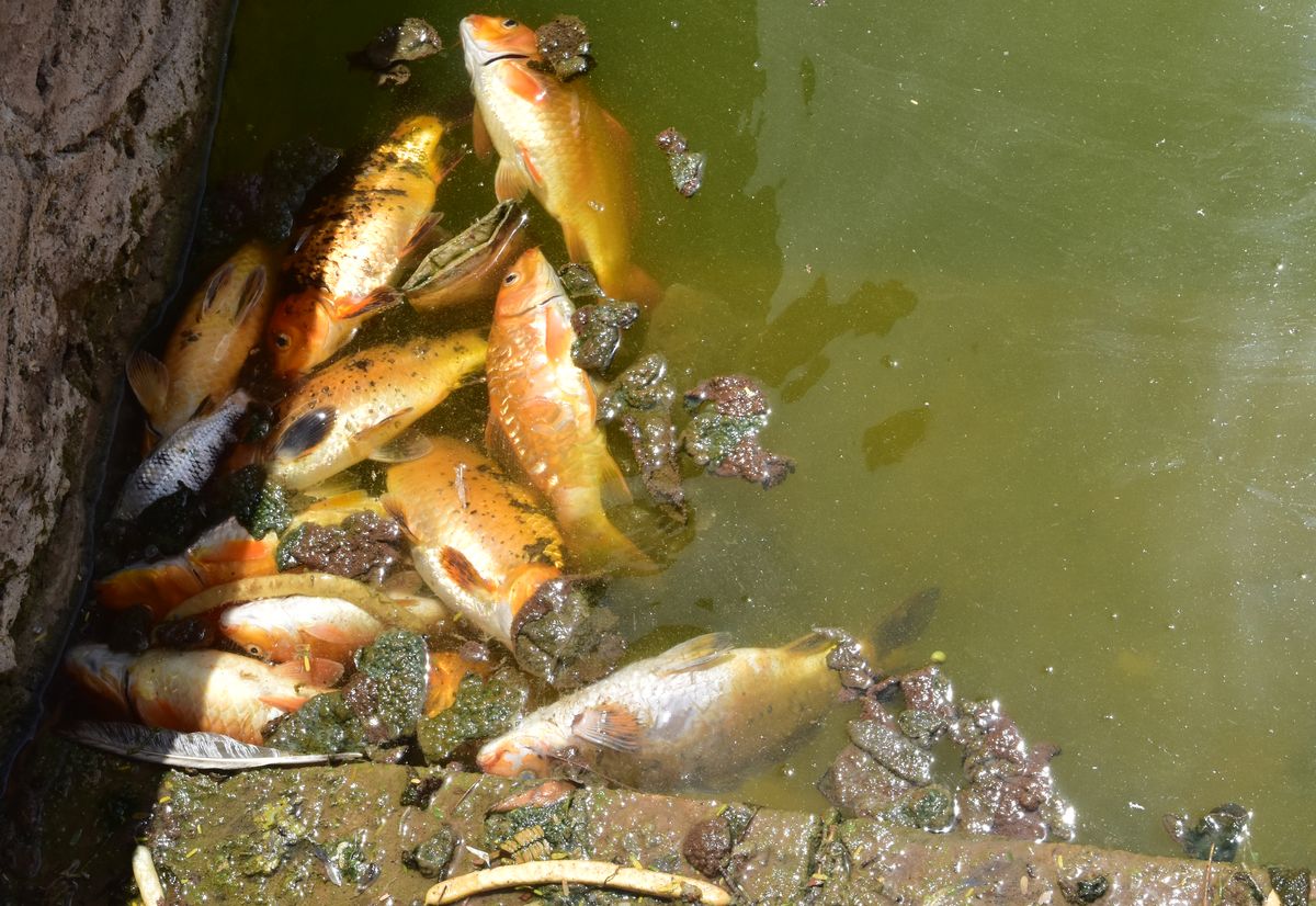 जड़ा तालाब में ऑक्सीजन की कमी से सैंकड़ों मछलियों की टूट गई सांसें