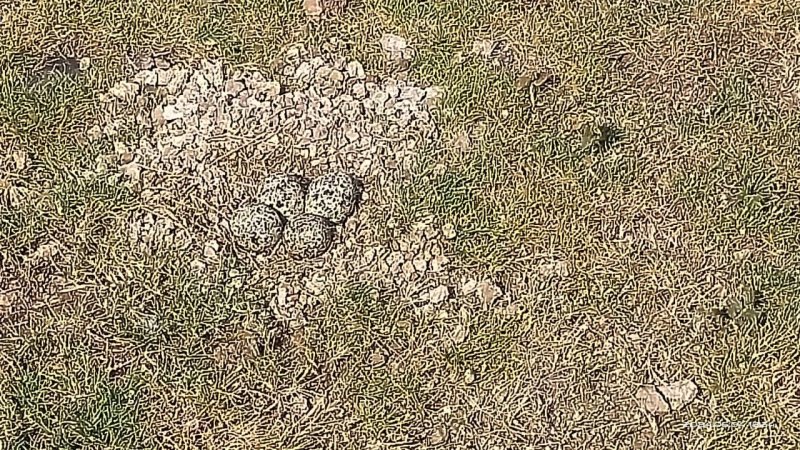 Villagers still predict monsoon based on this belief