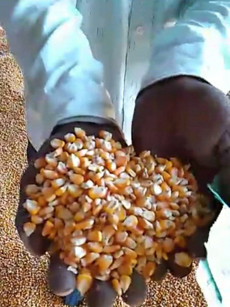 मल्टी नेशनल कंपनियों ने 20 से 40 फीसदी तक बढ़ाई कीमत, अनुदान के अभाव में देशी बीज की आपूर्ति बंद