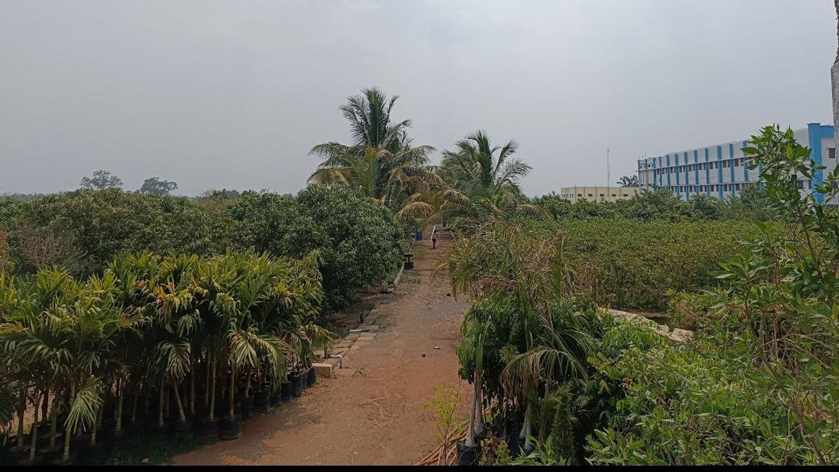 Watch the video..पहले साल बिना पानी के सारे पौधे तोड़े दम, हार नहीं माना