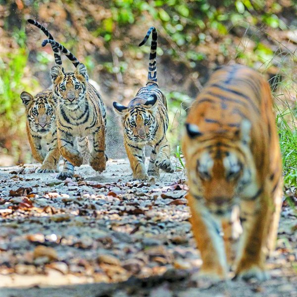 Pench Tiger Reserve