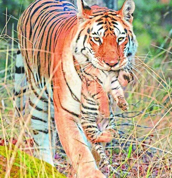 Pench Tiger Reserve