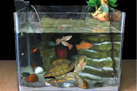 World Turtle Day