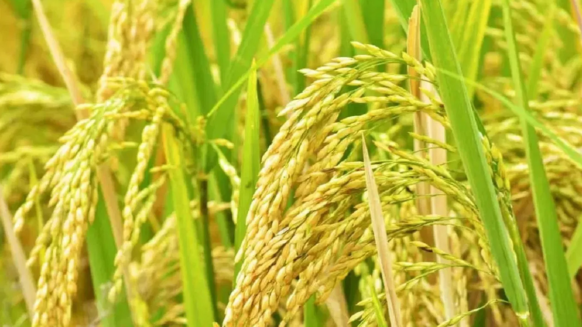 Amroha News: बासमती धान की खुशबू से महकेंगे अमरोहा के खेत, किसानों को मिल सकेगी
अच्छी पैदावार