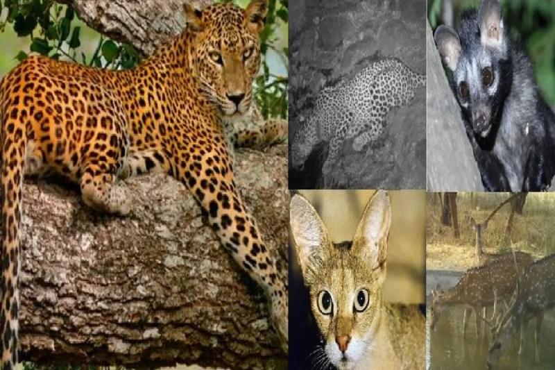 Rajasthan 200 Forest Workers Wildlife Census in Milky Light Moon Wildlife Lovers gather in Banswara