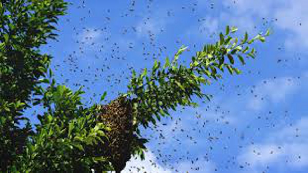 जंगल गए परिवार पर मधुमक्खियों ने किया हमला, पति की मौत, पत्नी, बेटा-बेटी व
रिश्तेदार ने भागकर बचाई जान