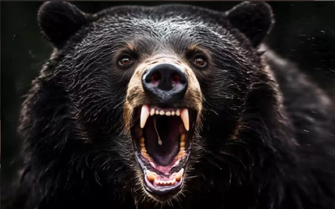 CG Bear Terror: अचानक घर में घुस गया भालू, इधर-उधर भागे परिवार, मच गई अफरा-तफरी