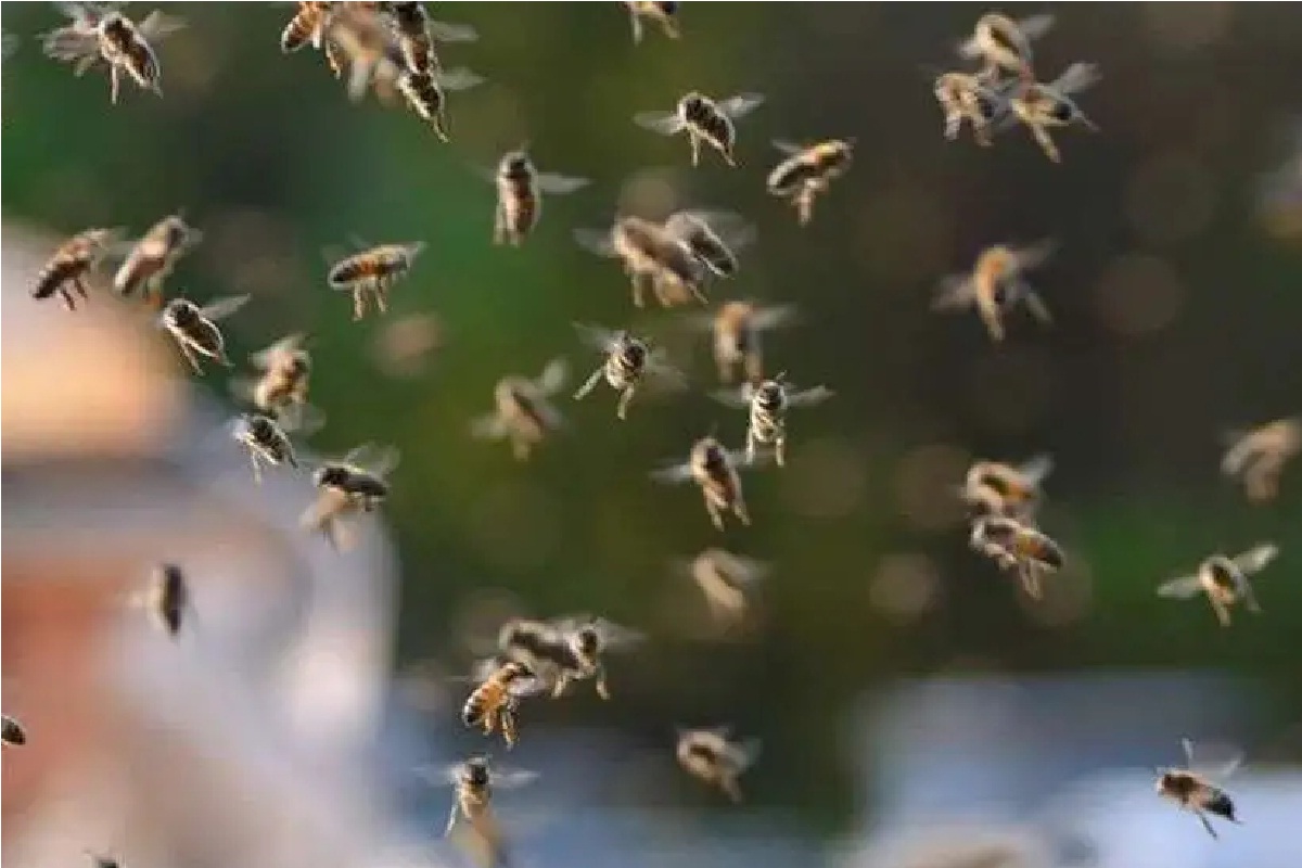 CG Honey Bee Attack: आग लगने से गुस्साई मधुमक्खियां, पूजा में बैठे ...