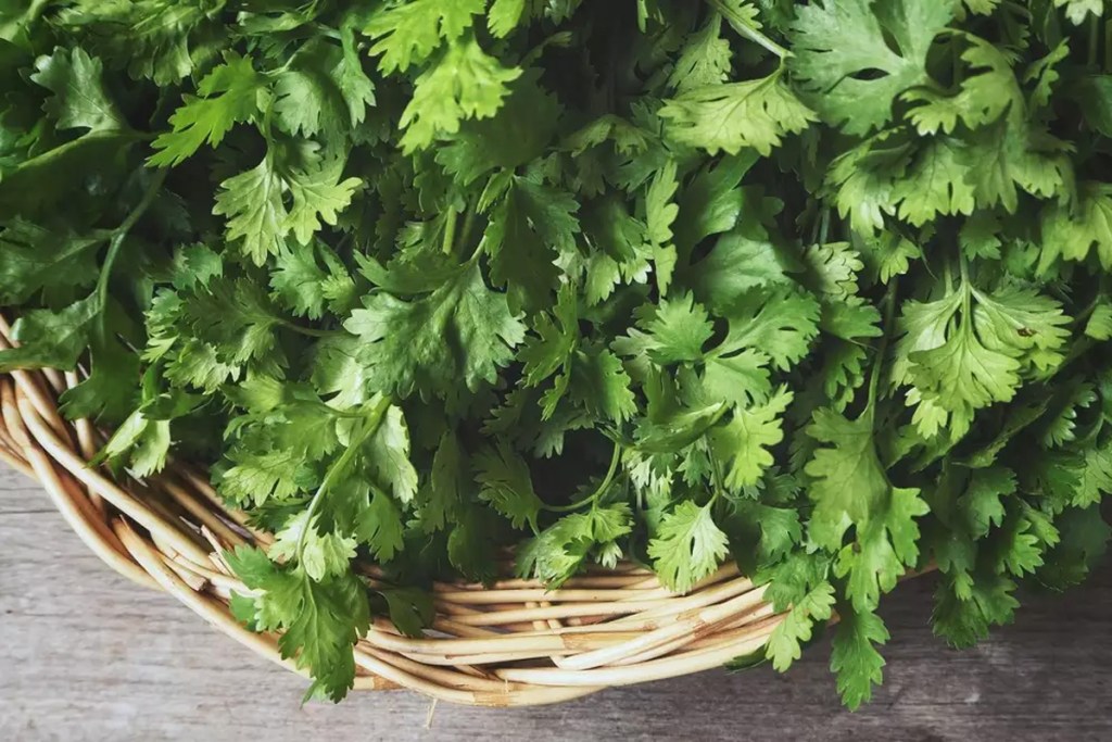 Coriander leaves are a panacea for uric acid.