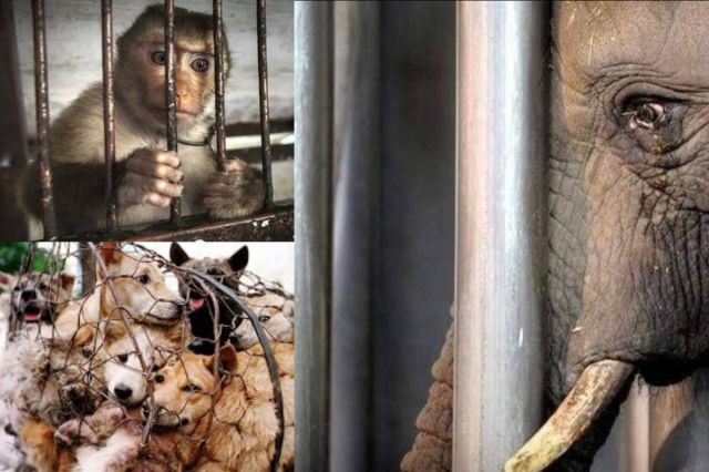Cruelty Against Animals