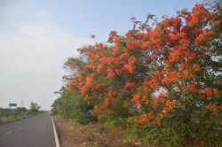 MP weather : कड़ाके की ठंड हुई ‘गुलाबी’, दिन में अब धूप सुहाती नहीं - image