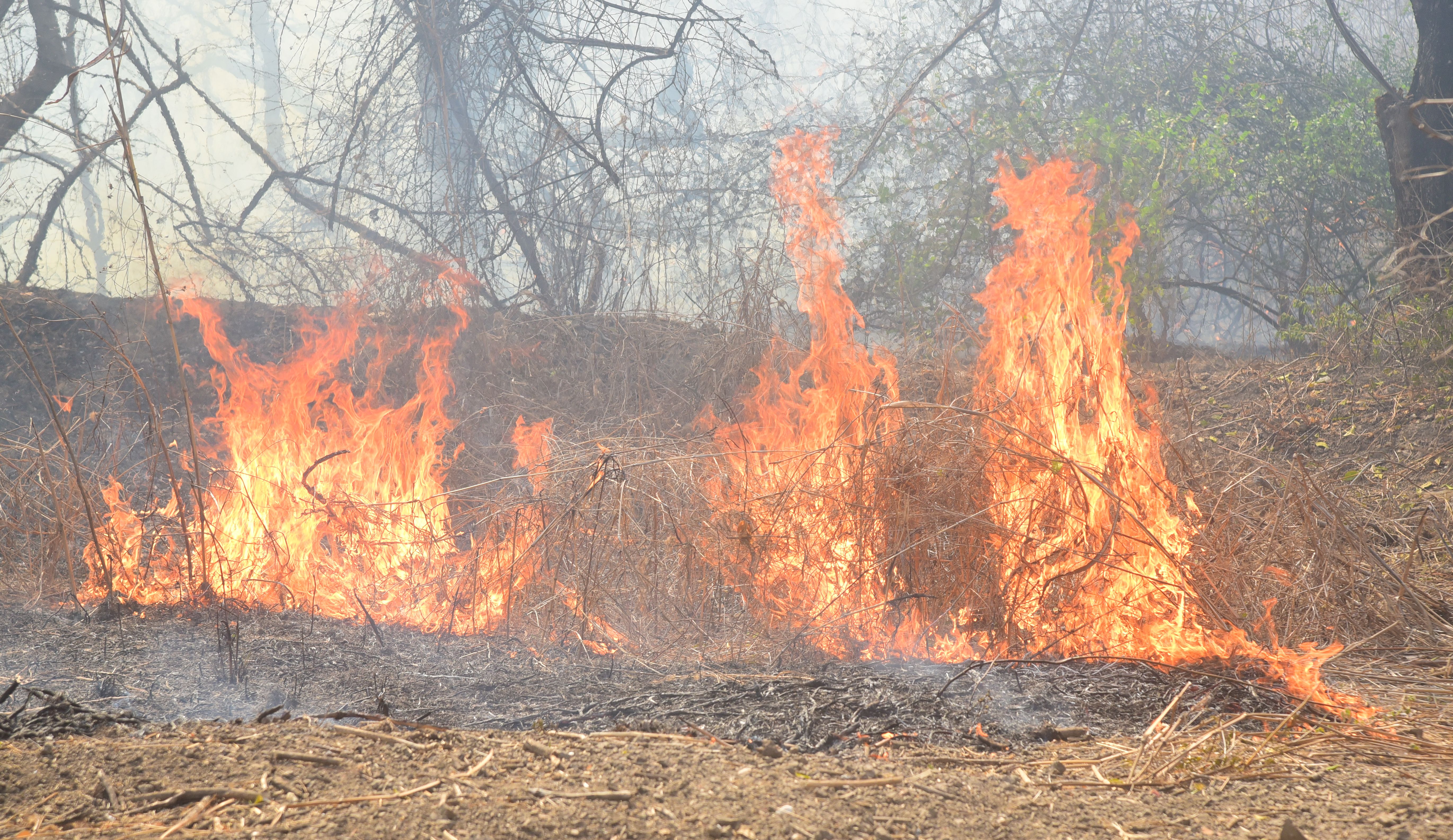 सीसारमा स्थित सीतामाता नर्सरी में लगी आग देखें photo