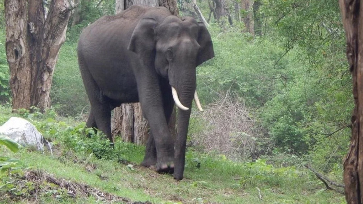 एक बार फिर दंतैल हाथी की दस्तक, दर्जनों गांव में फैली दहशत…वन विभाग का Alert
जारी