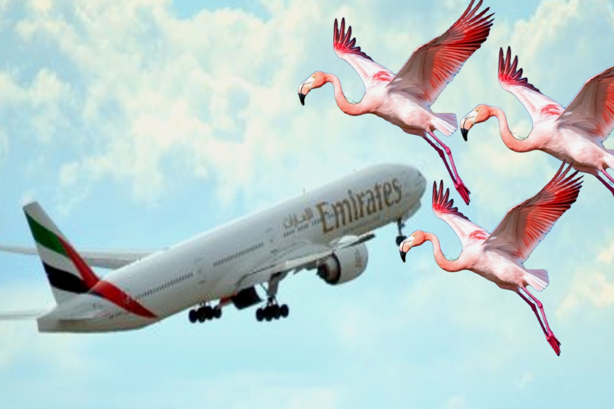 Emirates विमान से टकराया राजहंसों का झुंड, 39 की मौत, मचा हड़कंप - image