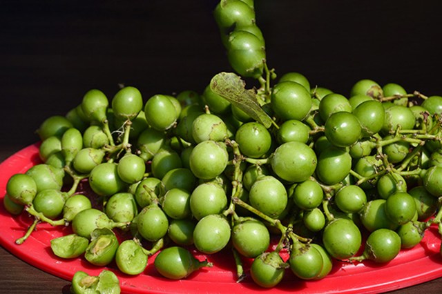 Gunda Lesoda Gum berry benefits