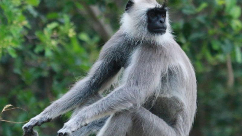 Langur of Haryana deployed in BJP office of Basti gets Rs 30000 per month Salary