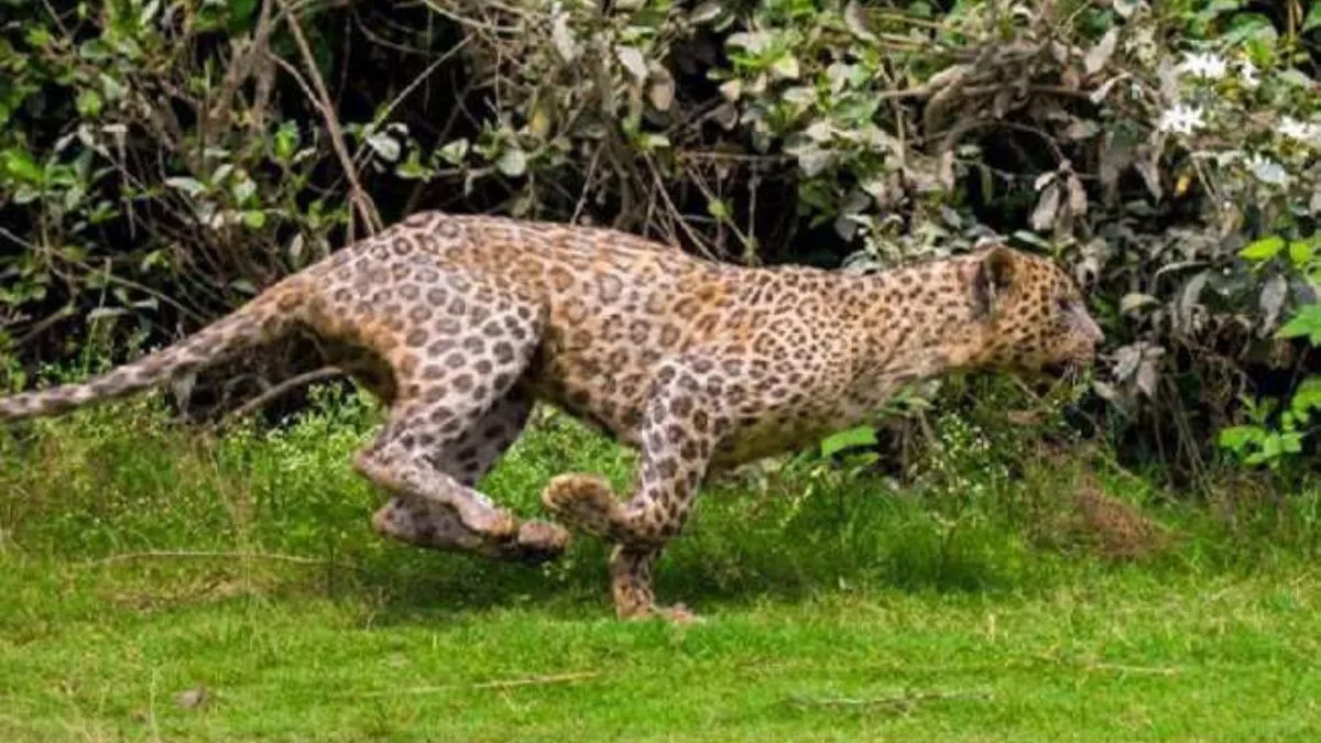 Leopard Attacks In Moradabad: खेत पर काम कर रहे थे लोग, तेंदुए ने कर दिया हमला,
इतने लोग हुए घायल