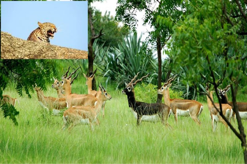 Jodhpur Machiya Safari Park, Machiya Safari Park, Leopard in Jodhpur Machiya Safari Park, Leopard in Machiya Safari Park, Machiya Safari Park Leopard, Leopard, Leopard in jodhpur