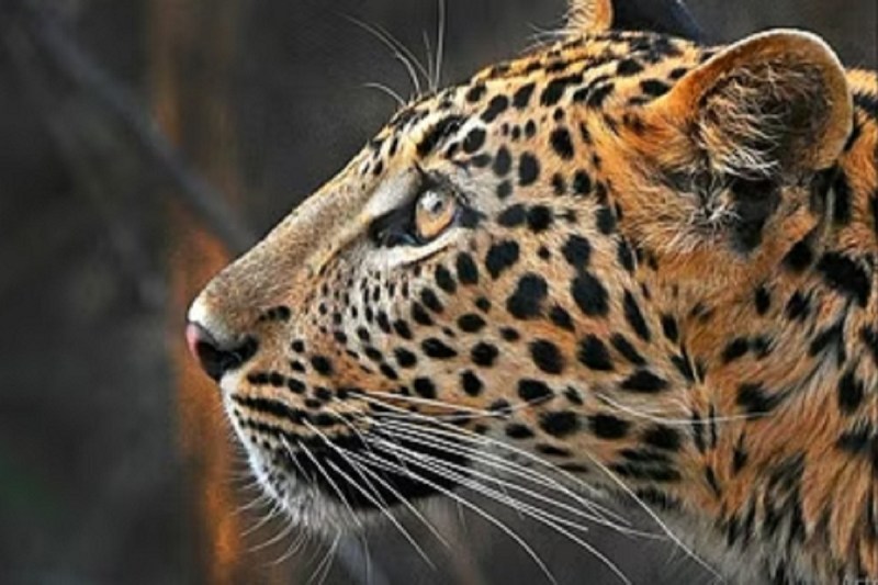 CG Leopard - 2 died in Korba