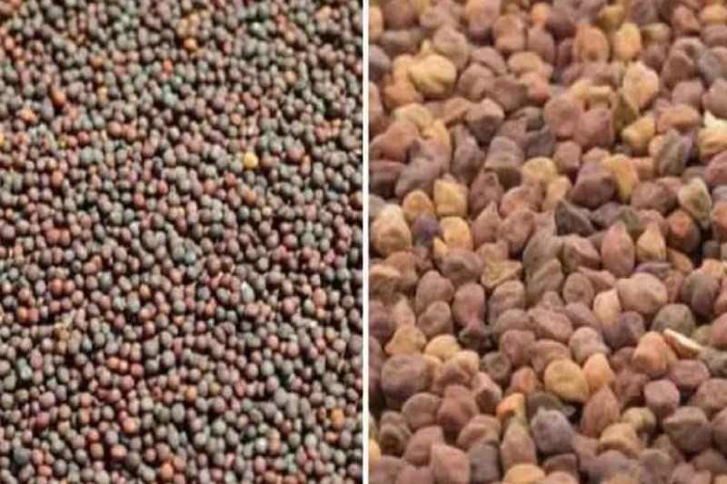 Rajasthan Mustard and Gram Purchase New Update RAJFED Clarified Situation Helpline Number Released