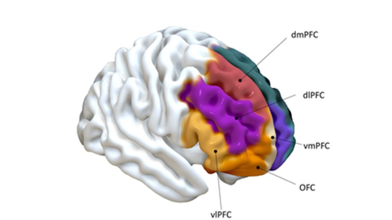 Prosocial Behavior Brain Region