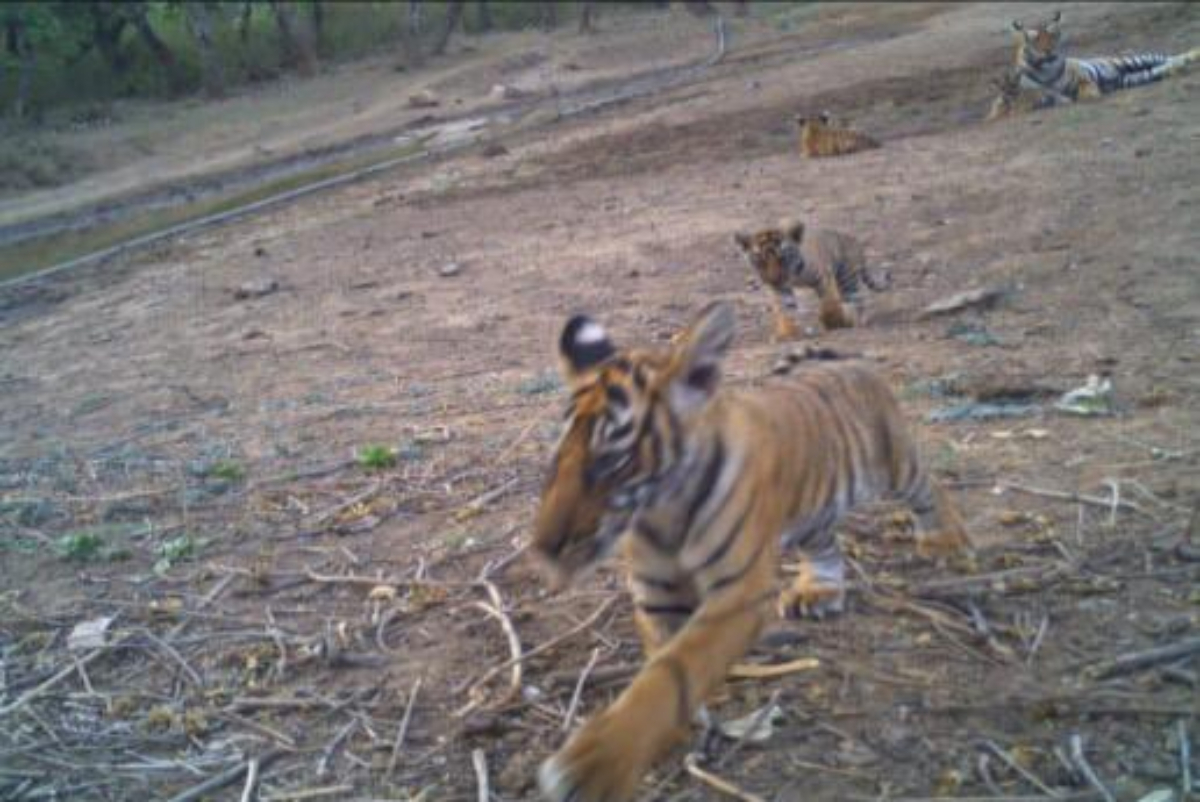 Sariska Tiger Reserve