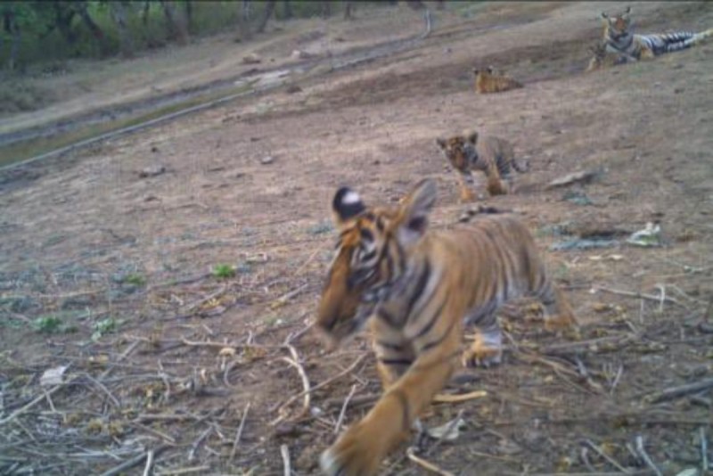 Sariska Tiger Reserve