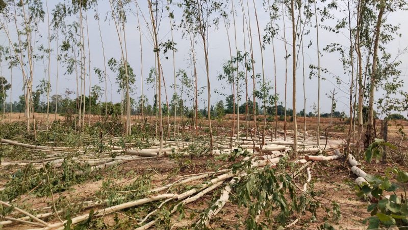 CG sandalwood smuggling: Eucalyptus trees are being chopped in Chhattisgarh