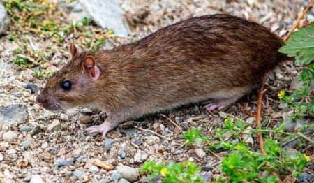 Rat burnt mosque and house people called Hanuman of Ramayana video viral on social media