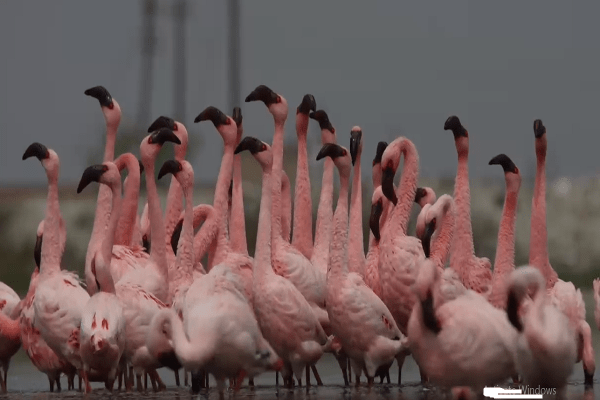 World Migratory Bird Day 