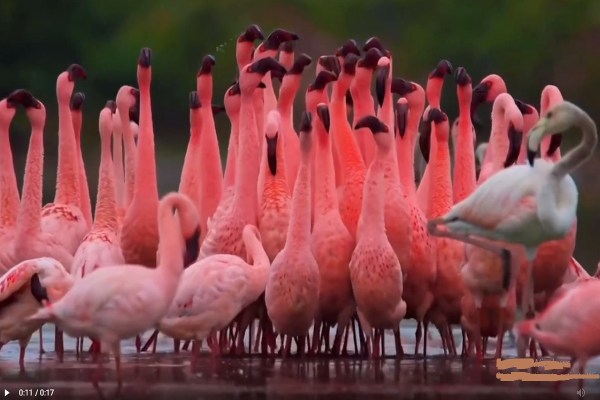 World Migratory Bird Day 