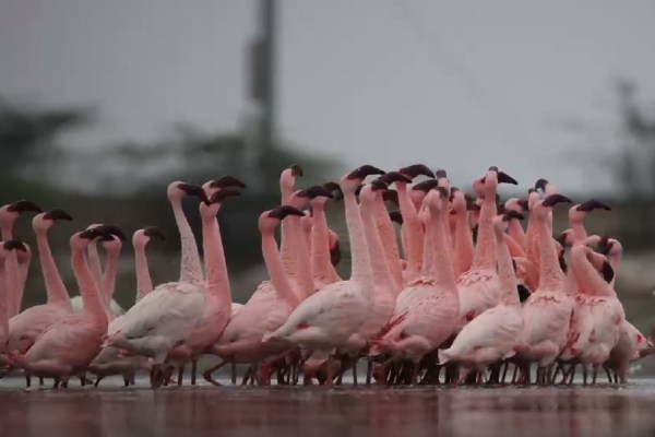 World Migratory Bird Day 