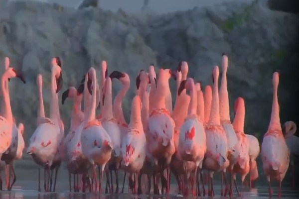 World Migratory Bird Day 