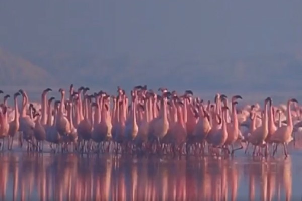 World Migratory Bird Day 