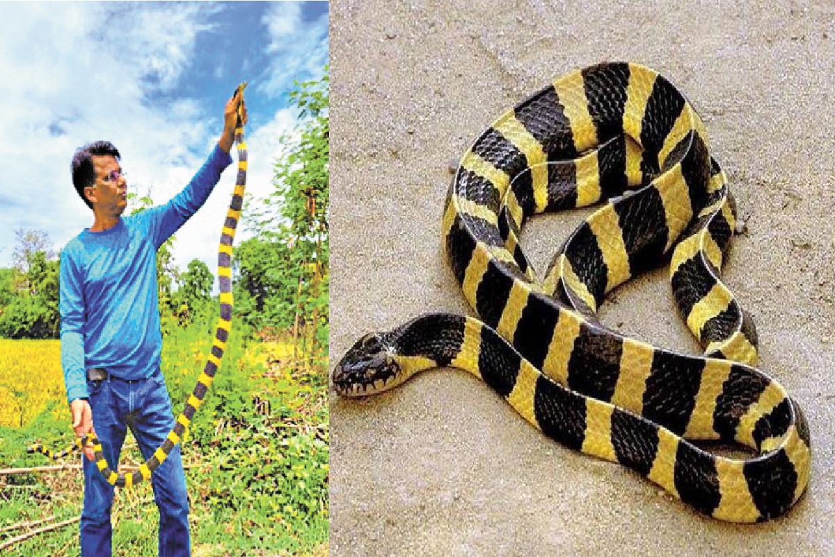 Snake found in Chhattisgarh